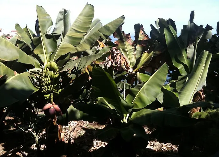 Alenes Del Mar San Juan de la Rambla